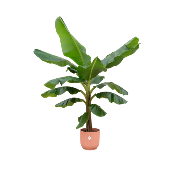 Combi deal – Bananenplant (Musa) inclusief elho Vibes Fold Round roze Ø30 – 180 cm