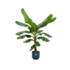 Combi deal – Bananenplant (Musa) inclusief elho Vibes Fold Round blauw Ø30 – 180 cm