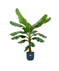 Combi deal – Bananenplant (Musa) inclusief elho Vibes Fold Round blauw Ø30 – 180 cm