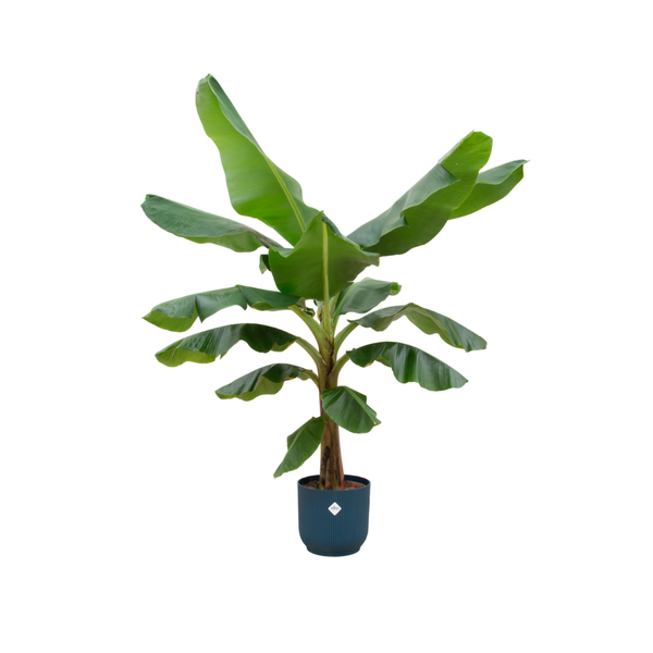 Combi deal – Bananenplant (Musa) inclusief elho Vibes Fold Round blauw Ø30 – 180 cm