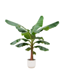 Combi deal – Bananenplant (Musa) inclusief elho Vibes Fold Round wit Ø30 – 150 cm