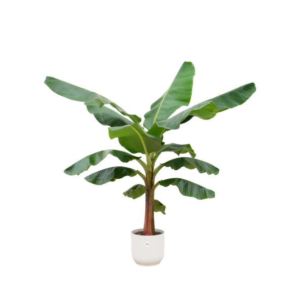 Combi deal – Bananenplant (Musa) inclusief elho Vibes Fold Round wit Ø30 – 150 cm