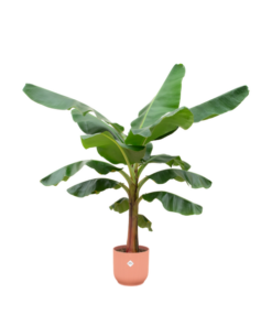 Combi deal – Bananenplant (Musa) inclusief elho Vibes Fold Round roze Ø30 – 150 cm