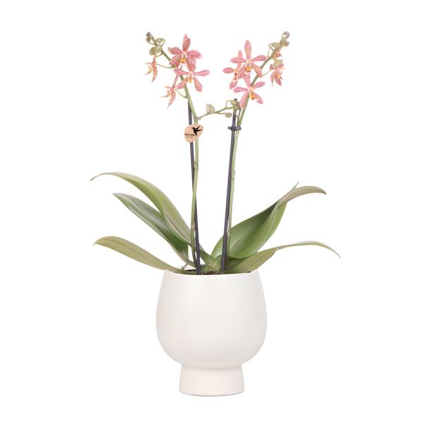 Kolibri Orchids| orange Phalaenopsis Orchidee – Spider in Scandic weiß – Topfgröße Ø9cm | blühende Zimmerpflanze – frisch vom Züchter