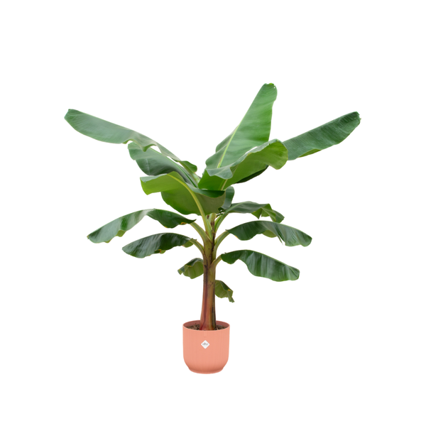 Combi deal – Bananenplant (Musa) inclusief elho Vibes Fold Round roze Ø30 – 150 cm