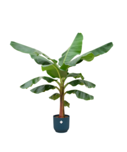 Combi deal – Bananenplant (Musa) inclusief elho Vibes Fold Round blauw Ø30 – 150 cm