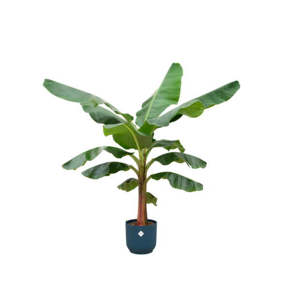 Combi deal – Bananenplant (Musa) inclusief elho Vibes Fold Round blauw Ø30 – 150 cm