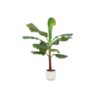 Combi deal – Bananenplant (Musa) inclusief elho Vibes Fold Round wit Ø22 – 120 cm