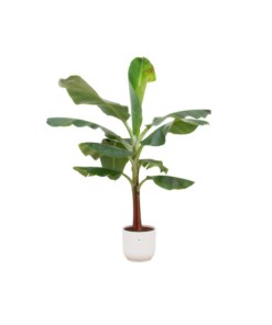 Combi deal – Bananenplant (Musa) inclusief elho Vibes Fold Round wit Ø22 – 120 cm