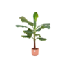 Combi deal – Bananenplant (Musa) inclusief elho Vibes Fold Round roze Ø22 – 120 cm