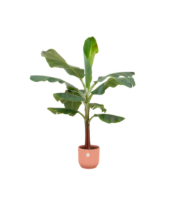 Combi deal – Bananenplant (Musa) inclusief elho Vibes Fold Round roze Ø22 – 120 cm