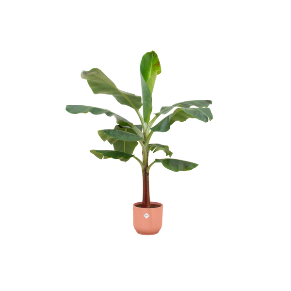 Combi deal – Bananenplant (Musa) inclusief elho Vibes Fold Round roze Ø22 – 120 cm