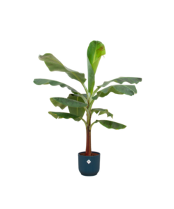 Combi deal – Bananenplant (Musa) inclusief elho Vibes Fold Round blauw Ø22 – 120 cm