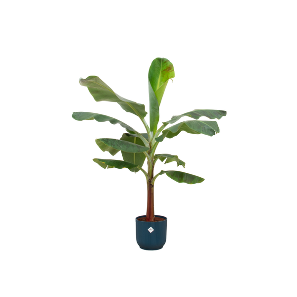 Combi deal – Bananenplant (Musa) inclusief elho Vibes Fold Round blauw Ø22 – 120 cm