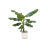 Combi deal – Bananenplant (Musa) inclusief elho Vibes Fold Round wit Ø22 – 100 cm