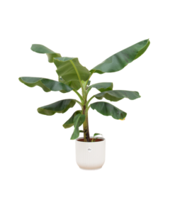 Combi deal – Bananenplant (Musa) inclusief elho Vibes Fold Round wit Ø22 – 100 cm