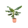 Combi deal – Bananenplant (Musa) inclusief elho Vibes Fold Round roze Ø22 – 100 cm Combi deal – Bananenplant (Musa) inclusief elho Vibes Fold Round roze Ø22 – 100 cm