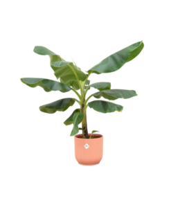 Combi deal – Bananenplant (Musa) inclusief elho Vibes Fold Round roze Ø22 – 100 cm