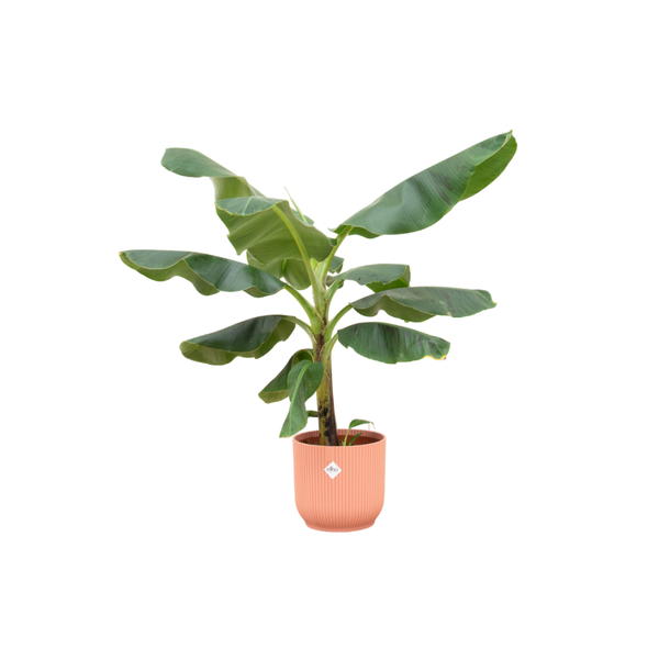 Combi deal – Bananenplant (Musa) inclusief elho Vibes Fold Round roze Ø22 – 100 cm