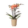 Kolibri Orchids | Orange Phalaenopsis Orchidee – Mineral Bolzano + Retro khaki – Topfgröße Ø9cm | blühende Zimmerpflanze – frisch vom Züchter