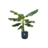 Combi deal – Bananenplant (Musa) inclusief elho Vibes Fold Round blauw Ø22 – 100 cm