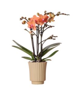 Kolibri Orchids | Orange Phalaenopsis Orchidee – Mineral Bolzano + Retro khaki – Topfgröße Ø9cm | blühende Zimmerpflanze – frisch vom Züchter