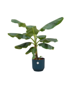 Combi deal – Bananenplant (Musa) inclusief elho Vibes Fold Round blauw Ø22 – 100 cm