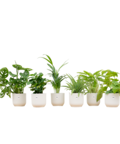 Verrassingsbox – 6 planten inclusief elho Vibes Fold Round Ø14 wit