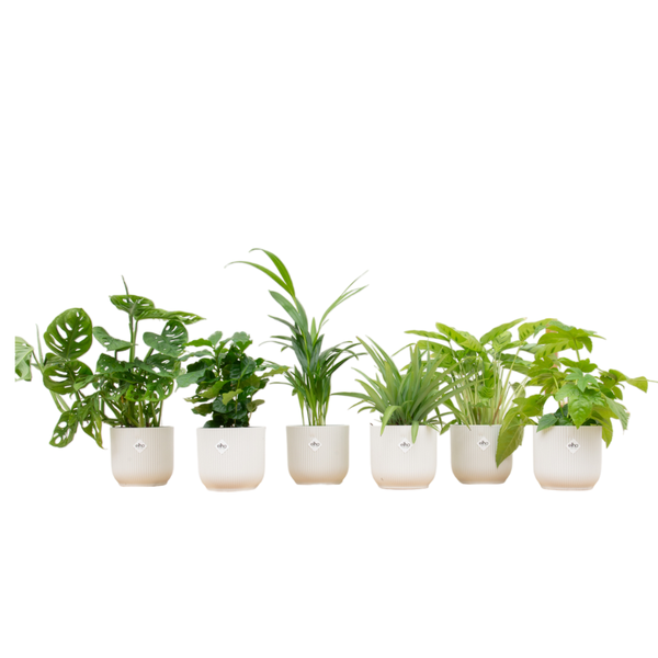 Verrassingsbox – 6 planten inclusief elho Vibes Fold Round Ø14 wit