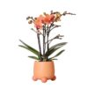 Kolibri Orchids | Orange Phalaenopsis Orchidee – Mineral Bolzano + Rolling Peach – Topfgröße Ø9cm | blühende Zimmerpflanze – frisch vom Züchter