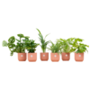 Verrassingsbox – 6 planten inclusief elho Vibes Fold Round Ø14 roze Verrassingsbox – 6 planten inclusief elho Vibes Fold Round Ø14 roze