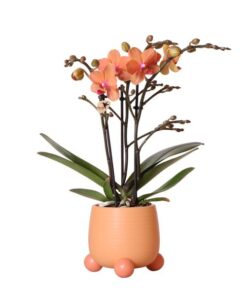 Kolibri Orchids | Orange Phalaenopsis Orchidee – Mineral Bolzano + Rolling Peach – Topfgröße Ø9cm | blühende Zimmerpflanze – frisch vom Züchter