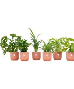 Verrassingsbox – 6 planten inclusief elho Vibes Fold Round Ø14 roze