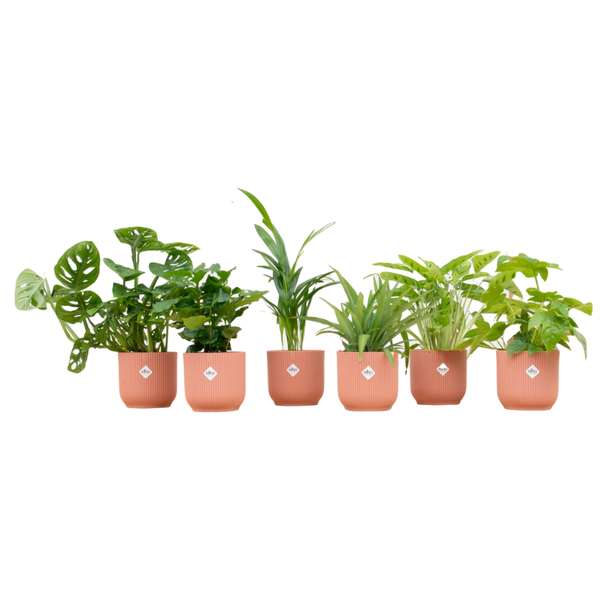 Verrassingsbox – 6 planten inclusief elho Vibes Fold Round Ø14 roze