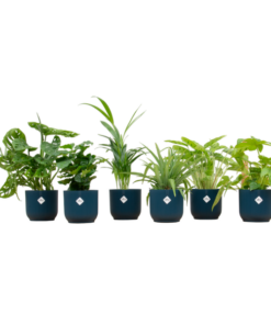 Verrassingsbox – 6 planten inclusief elho Vibes Fold Round Ø14 blauw