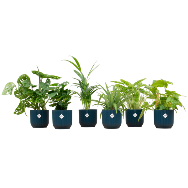 Verrassingsbox – 6 planten inclusief elho Vibes Fold Round Ø14 blauw