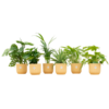 Verrassingsbox – 6 planten inclusief elho Vibes Fold Round Ø14 botergeel