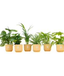 Verrassingsbox – 6 planten inclusief elho Vibes Fold Round Ø14 botergeel