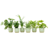Verrassingsbox – 6 planten inclusief elho Vibes Fold Round Ø14 sorbet groen