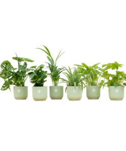 Verrassingsbox – 6 planten inclusief elho Vibes Fold Round Ø14 sorbet groen