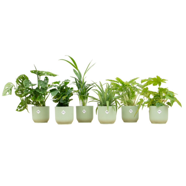 Verrassingsbox – 6 planten inclusief elho Vibes Fold Round Ø14 sorbet groen