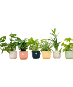 Verrassingsbox – 6 planten inclusief elho Vibes Fold Round Ø14 kleurenmix