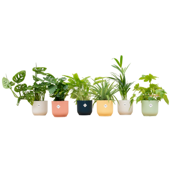 Verrassingsbox – 6 planten inclusief elho Vibes Fold Round Ø14 kleurenmix