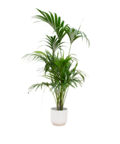 Combi deal – Kentia palm inclusief elho Vibes Fold Round wit Ø30 – 180 cm