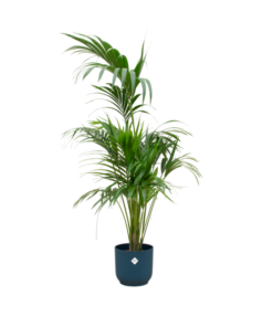 Combi deal – Kentia palm inclusief elho Vibes Fold Round blauw Ø30 – 180 cm