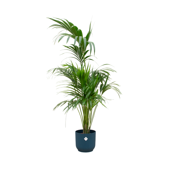 Combi deal – Kentia palm inclusief elho Vibes Fold Round blauw Ø30 – 180 cm