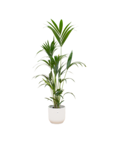 Combi deal – Kentia palm inclusief elho Vibes Fold Round wit Ø30 – 160 cm