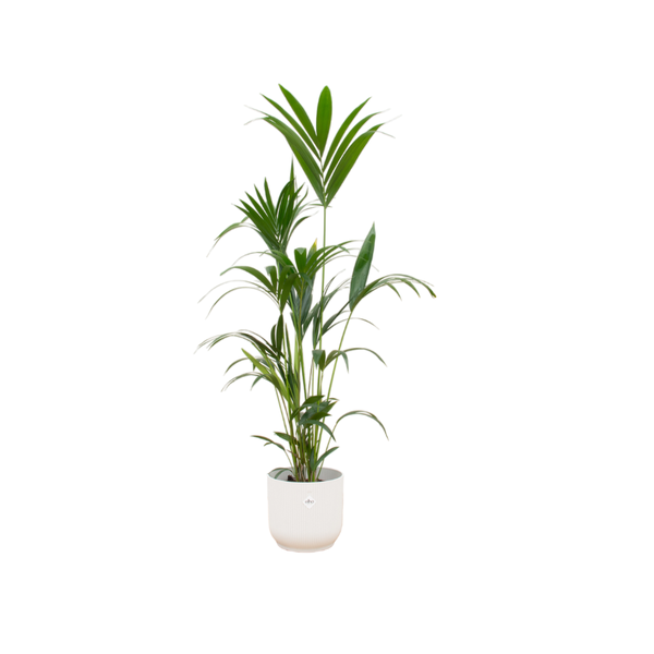 Combi deal – Kentia palm inclusief elho Vibes Fold Round wit Ø30 – 160 cm