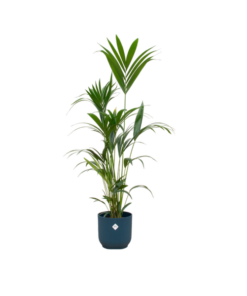 Combi deal – Kentia palm inclusief elho Vibes Fold Round blauw Ø30 – 160 cm