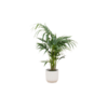 Combi deal – Kentia palm inclusief elho Vibes Fold Round wit Ø25 – 130 cm